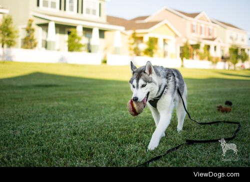 huskyhuddle:

Hubble for handsomedogs‘ Toy Tuesday! Here he is…