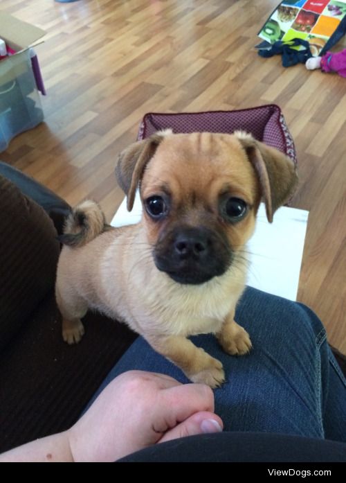 Pépita : 9 weeks old pug / Chihuahua mix