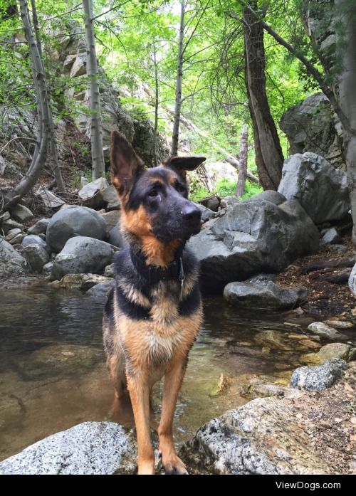 This is my dog, Atlas. Purebred German Shepherd. And he loves to…