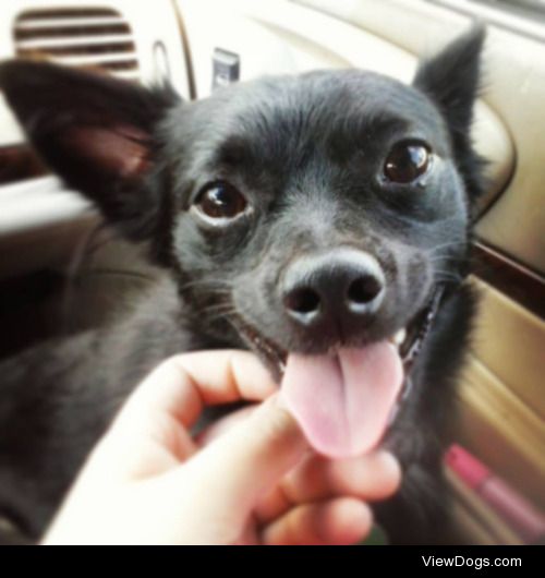 Jon’s always thrilled for a car ride.