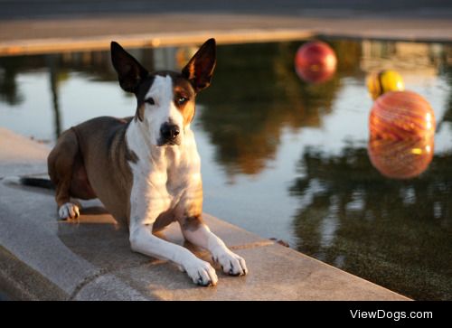 Hunter, Catahoula Mix, soaking up sun fountain side.