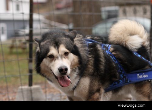 handsomedogs:

Weight Pulling
Weight pulling is a sport that…