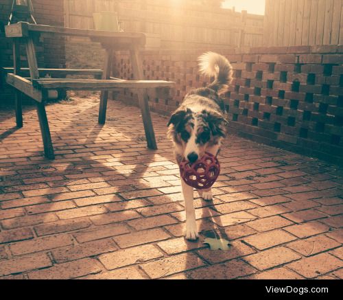 Sunray Sunday, as always with her beloved ball.
Super…