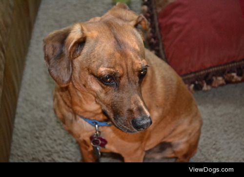 Sophie the bit-of-everything looking pensive on Sunray Sunday….