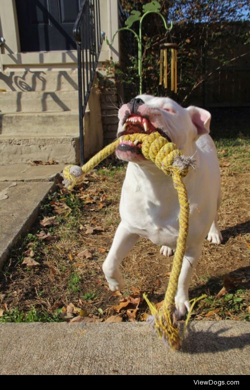 Toy Tuesday: Barnabus the olde English loves his beat up tug toy