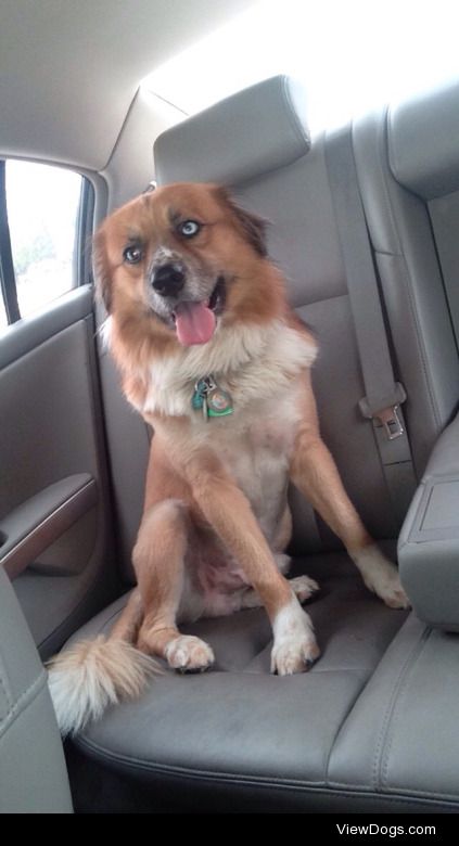 Simba, 3 year old collie cross. With his lion haircut