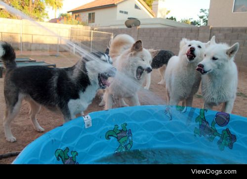 6woofs:

The Boys for Thirsty Thursday!(for handsomedogs Days of…