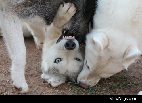 6woofs:

Fun Fun Friday!Playing – it’s only our FAVOURITE…