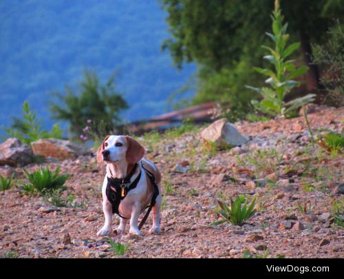 Sunrise Hiking is best with pups(x)