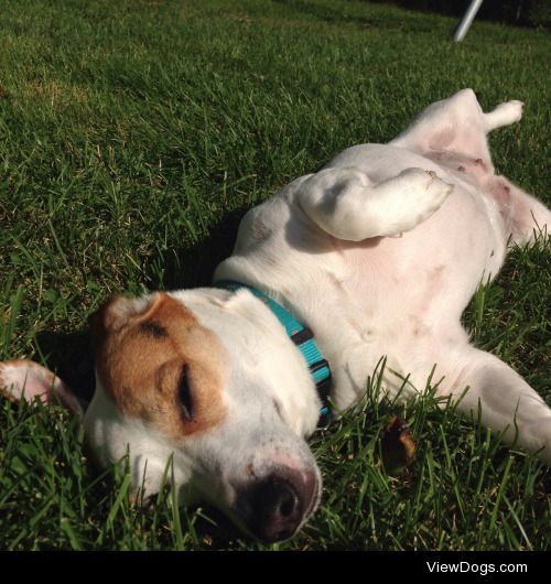 This is Lyla and she loves sunbathing