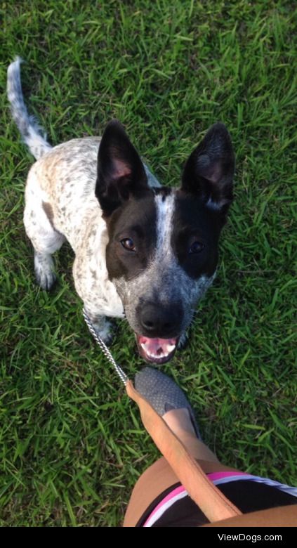 this is Bailey. she’s half blue pit, half blue heeler. ❤️