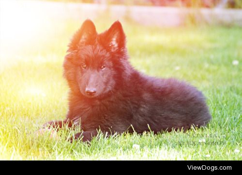 workingdogblr:

For handsomedogs challenge. Sunray Sunday with…