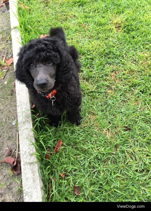 my 8 week old standard poodle pup, Renn