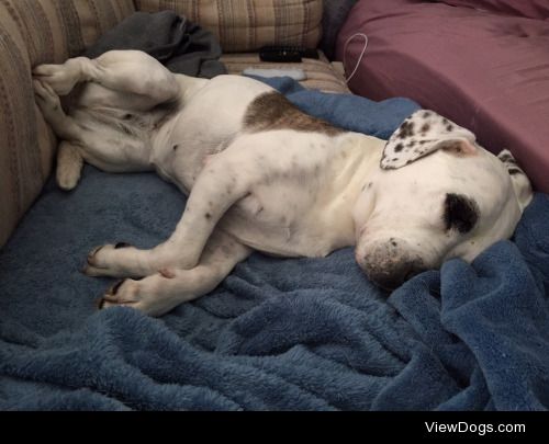Sleepy Toph for Sleepy Saturday by @twocorndogs 
(8yo amstaff…