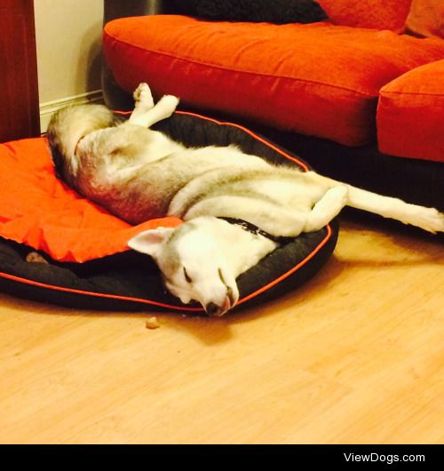 Husky yoga for sleep Saturday!