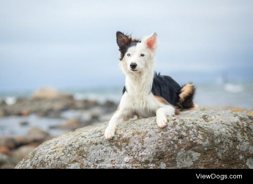 Border Collie | Norway | Christine Faltner