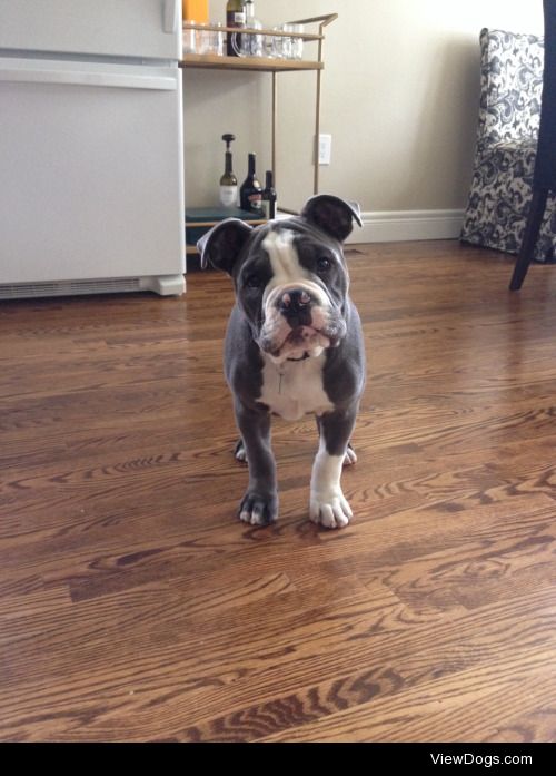 George! 4 month old Olde English Bulldogge and full of beans