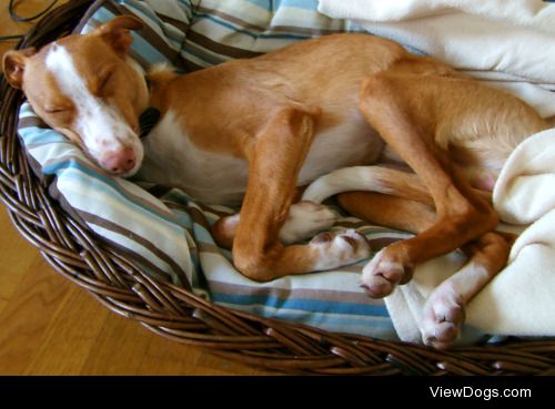 Cody, Podenco Andaluz and old sleepy head.