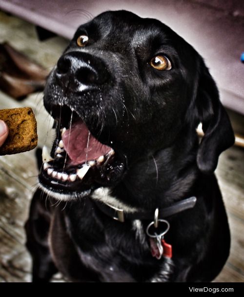 Meal-time Monday.

A treat a day keeps the vet away!