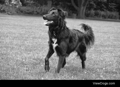 This is Hexe, a 2 year old collie rescue! She adores children…