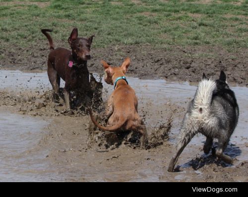 My dogs like playing and making a mess so here’s them…