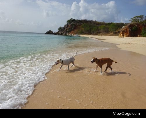 My three coconut retrievers playing at the beach for…