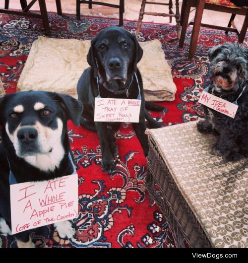 Hostess Hat-trick

Three dogs eat hostess gifts off of the…