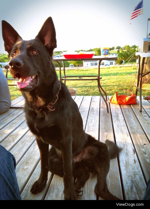 My service dog, Bishop, waiting on fireworks this Fourth of…