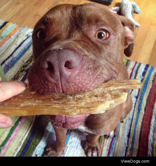 Nap time dehydrated beef tendon for mealtime Monday.