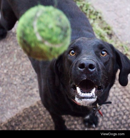 Fun fun Friday. Milo loves playing fetch so much!