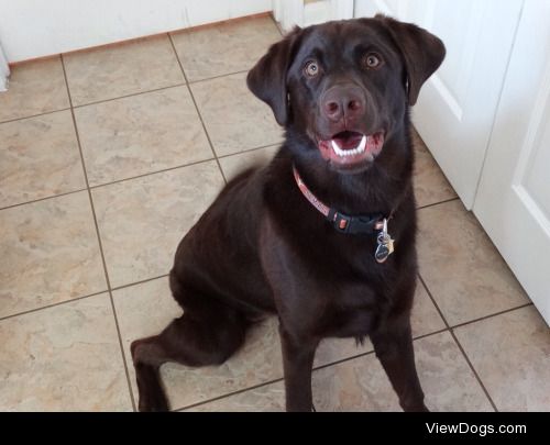 Baylor, my 10 month old Chocolate Labrador!