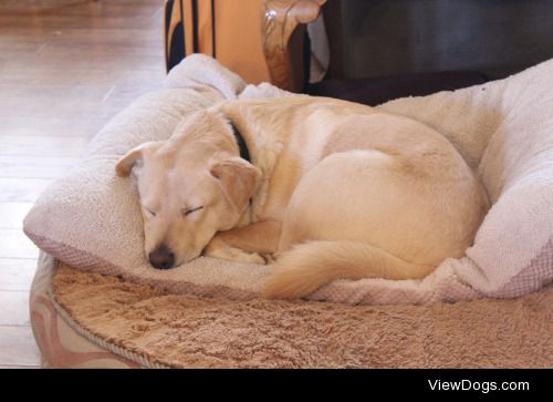 My Border Collie mix, Marty. He loves when we stack the beds so…