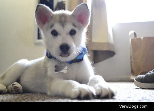 mexicanine:

My friend’s cute Siberian Husky puppy, Kida!! 