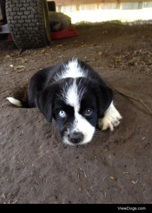 3 month old burkley a lab/shih tzu mix