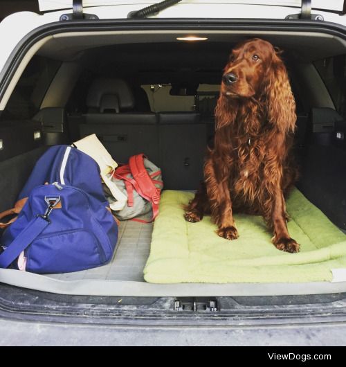this is Watson, a 3 year old Irish Setter, ready to go to new…