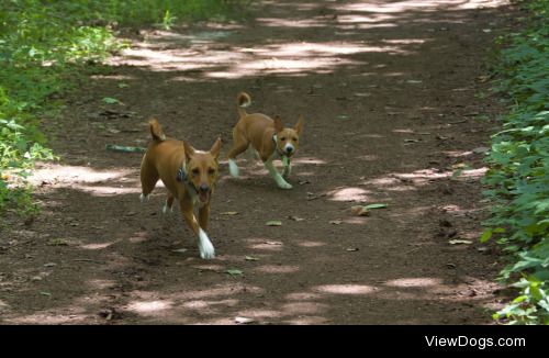 twobarklessdogs:

Hiking in the woods – their favorite activity…