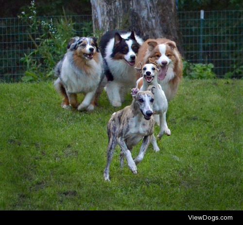 Whippets are simply beauty and grace 100% of the time no…