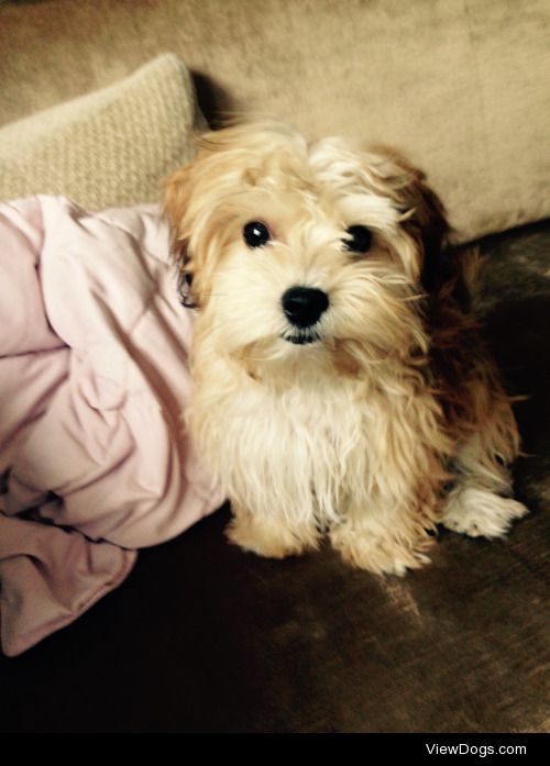 Jack the Morkie. After a bath.