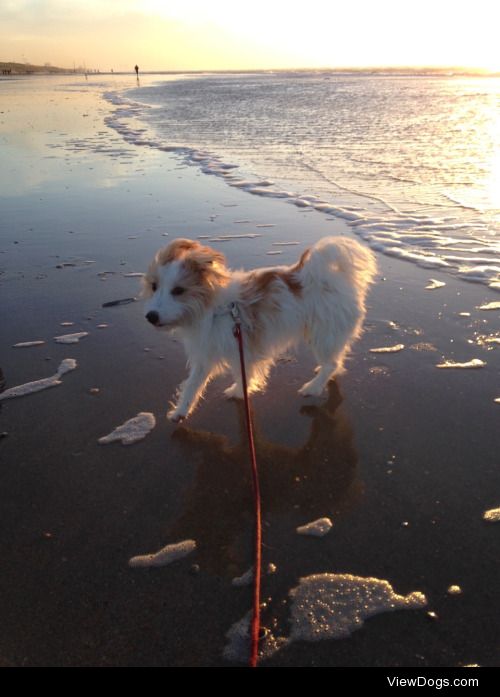 An old photo of Panpan the JRT for Sunray Sunday