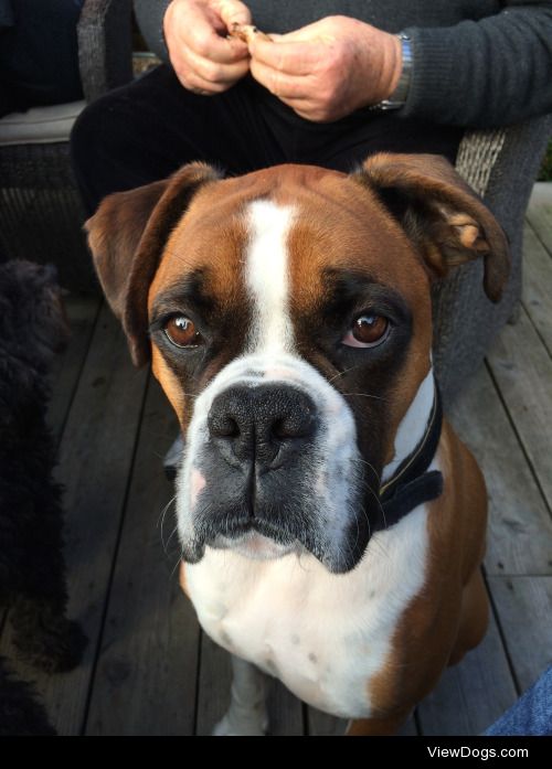 My late boxer Rusty, the most spunky dude. 
