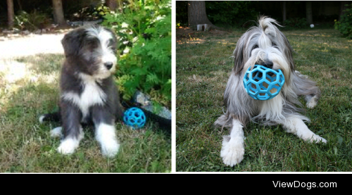 casualtyfriday:

Bernie and his ball – sizes small and large