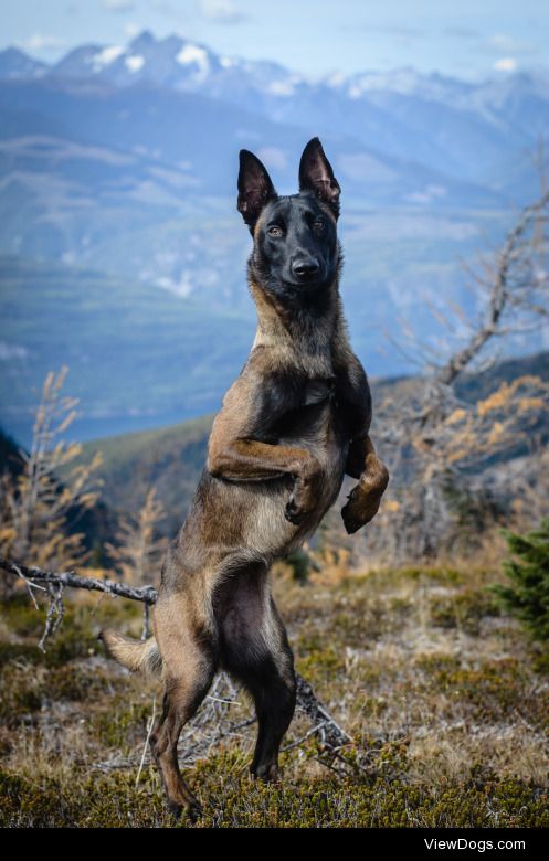 instinct-photography:

Onyx out on a hike.