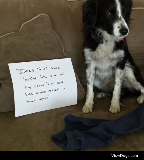 Shirts are dog toys, right?

Dad’s shirt sure looked like…