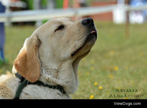 workingdogblr:

It’s the final day of handsomedogs‘ photo…