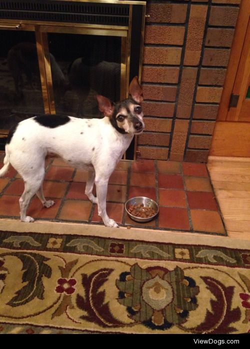 wisconsinratpack:

Meal-time Monday with Sadie for handsomedogs