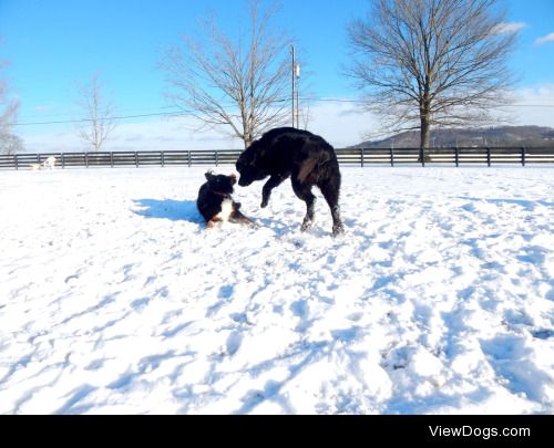 slobbermonsters:

Maya’s fun friday for handsomedogs is snow…