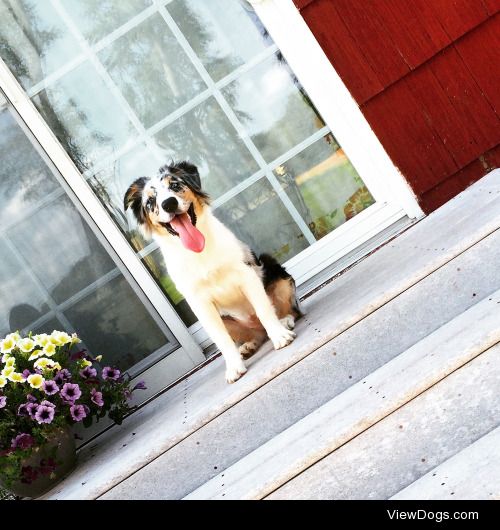 Meet Juno the Australian Shepard :) 