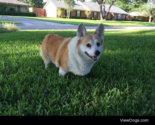 Cutter and Ki, our corgis