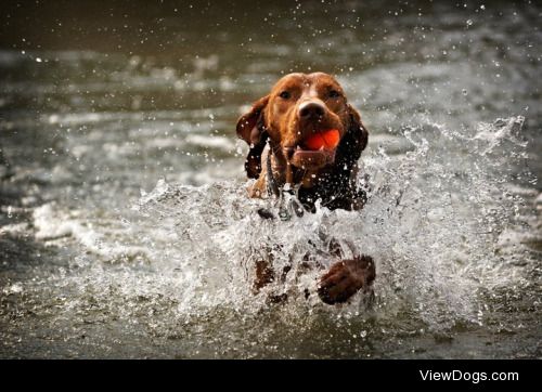 leuska:

THIRSTY THURSDAY! :)My vizsla (shorthaired hungarian…