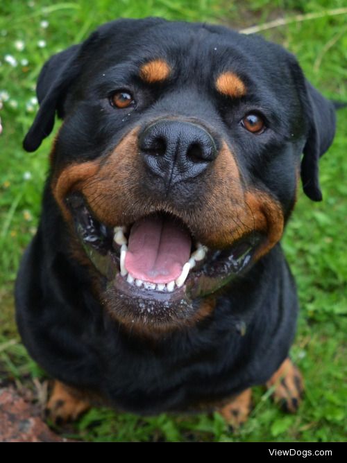 Ollie the Rottweiler :)